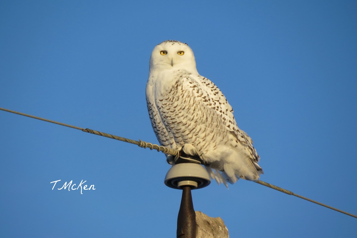 Snowy Owl - ML22192551