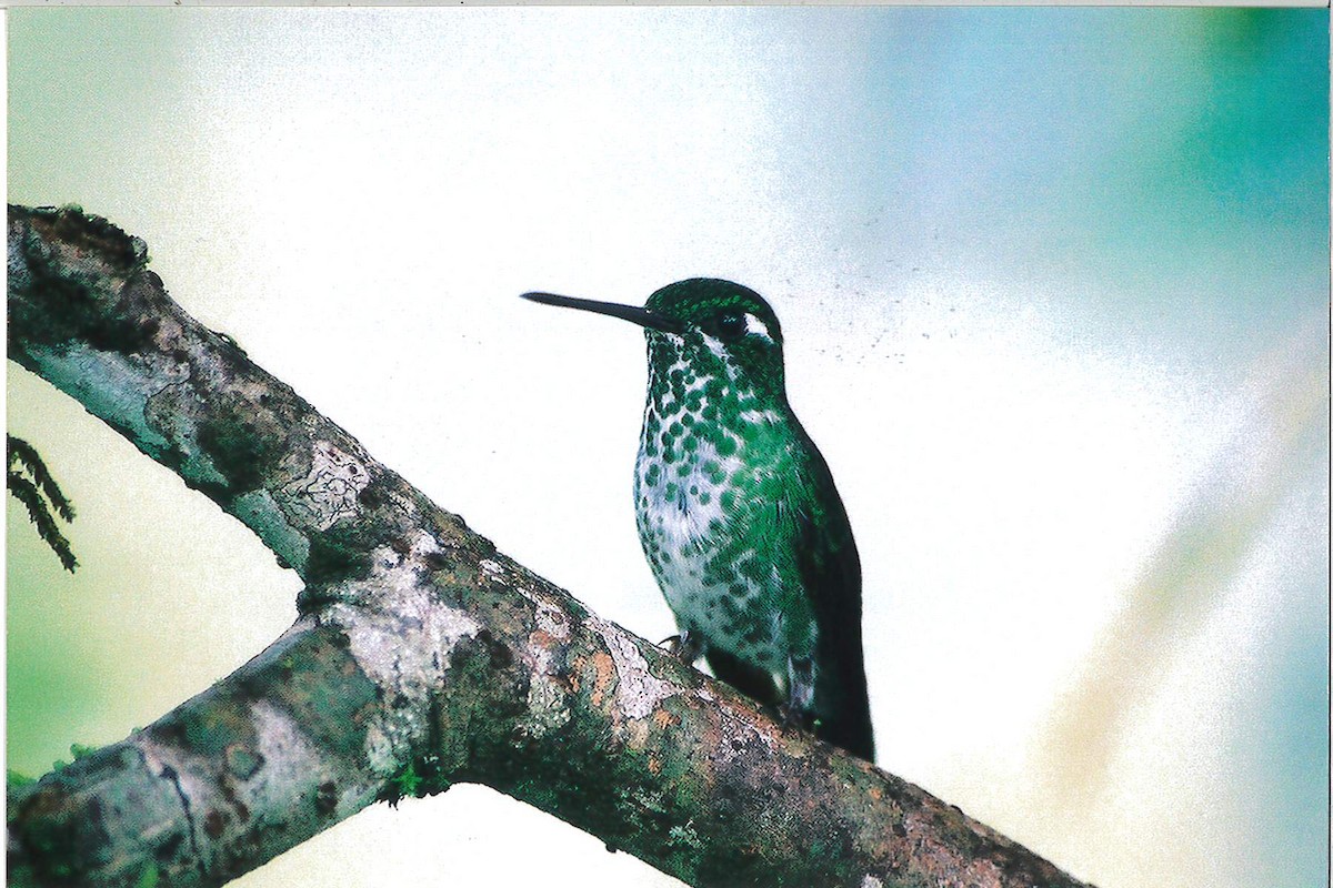 kolibřík skvrnoocasý - ML221928501