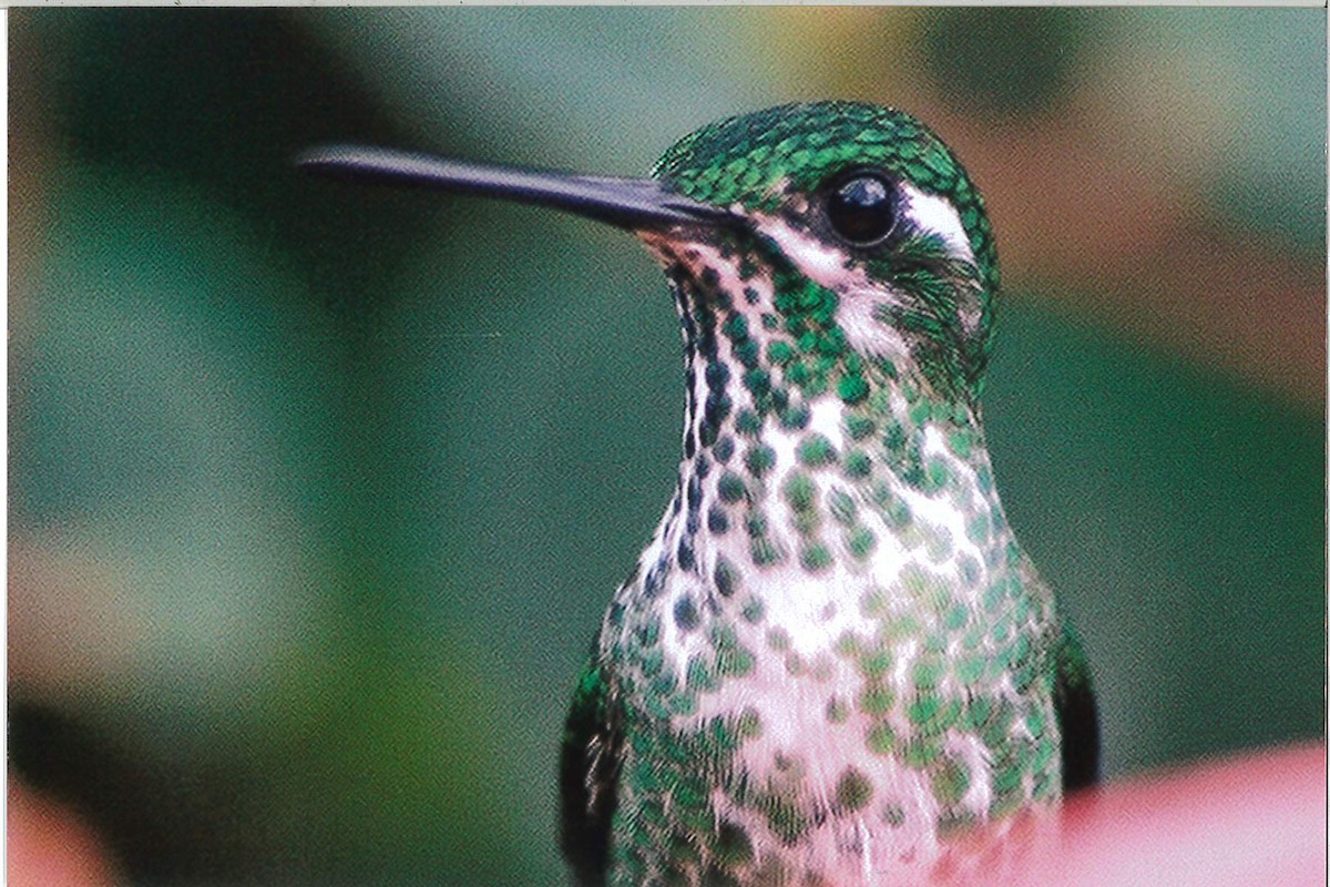 kolibřík skvrnoocasý - ML221928531