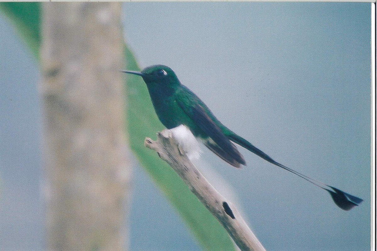 White-booted Racket-tail - ML221928551