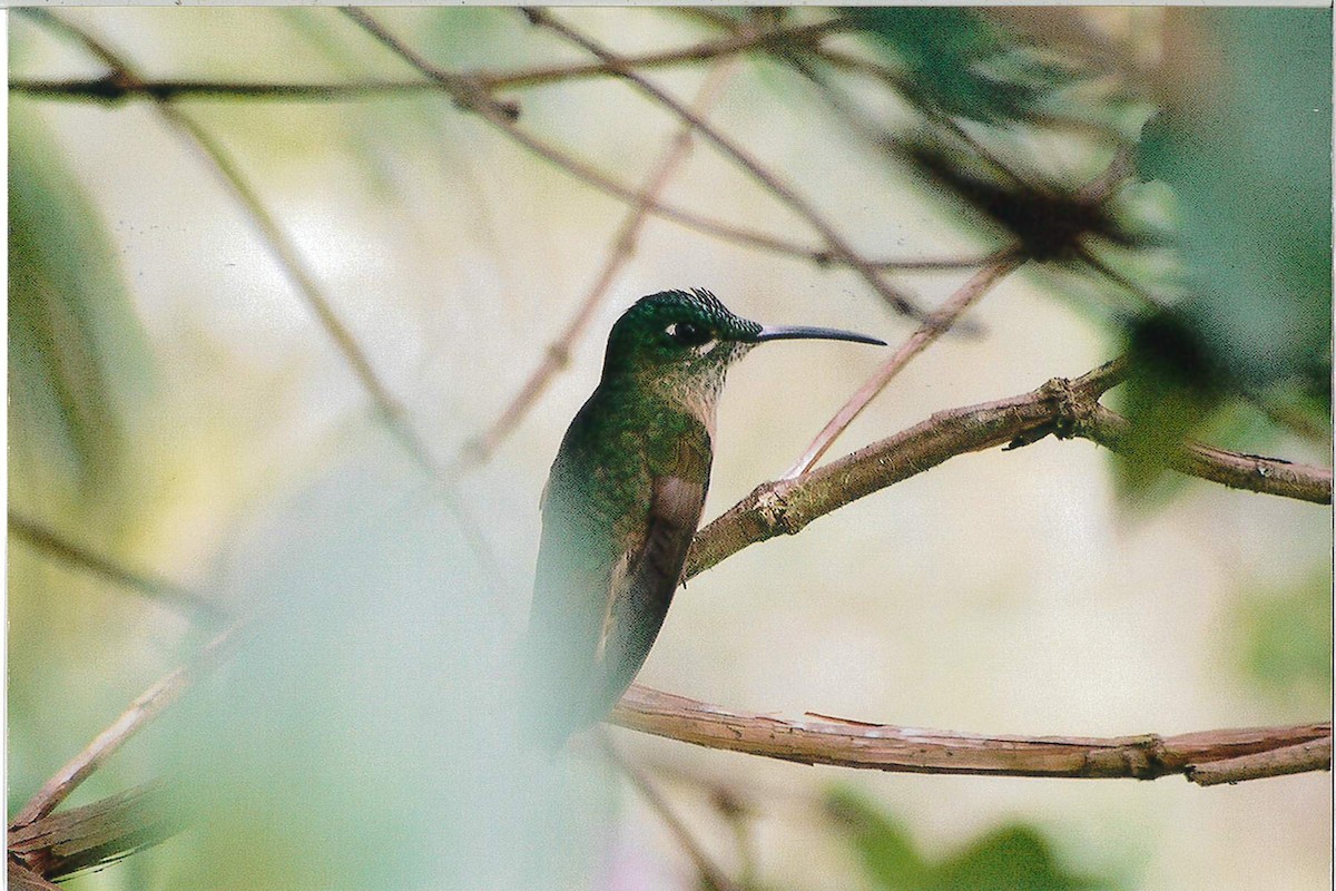 kolibřík hnědobřichý - ML221928571