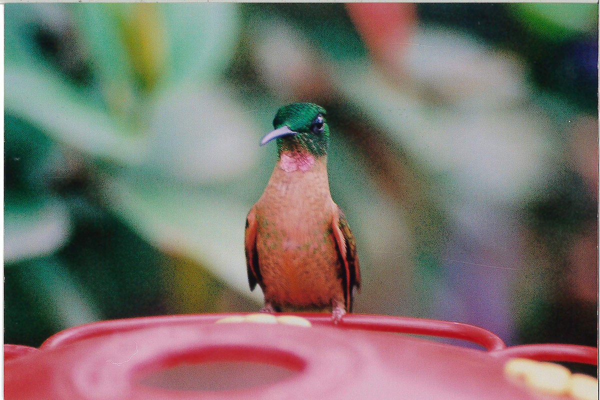 kolibřík hnědobřichý - ML221928741