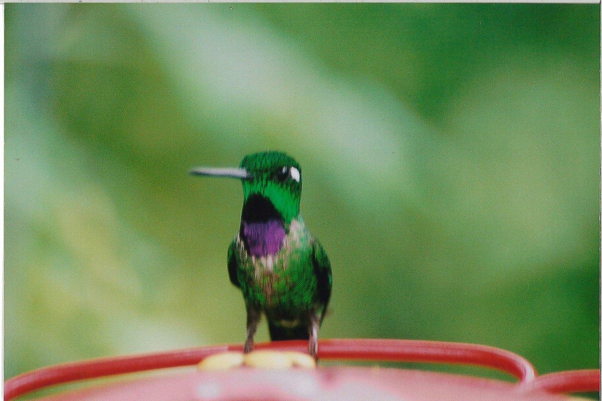 Пурпурногрудый колибри - ML221928781