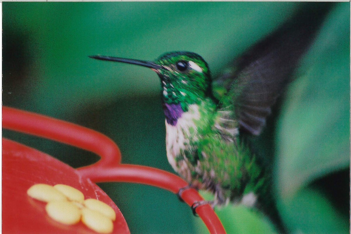 kolibřík skvrnoocasý - ML221928791