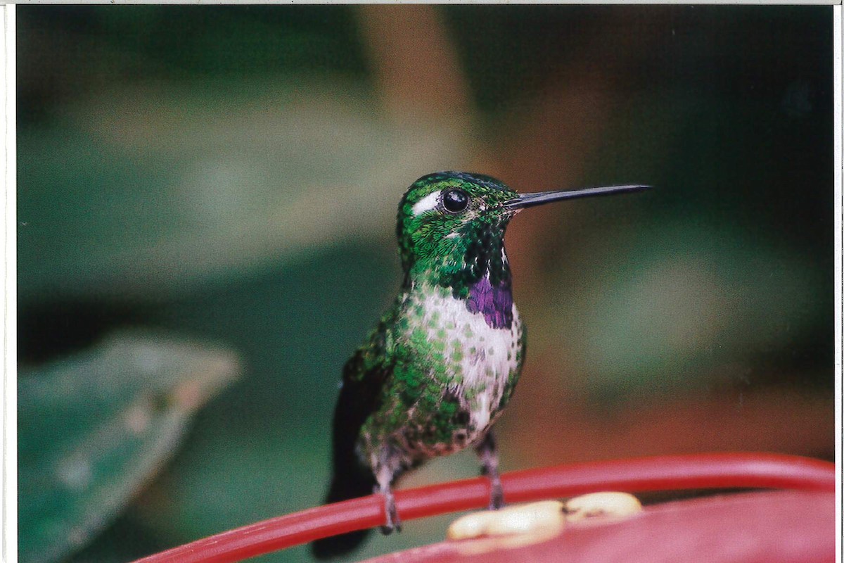 kolibřík skvrnoocasý - ML221928801