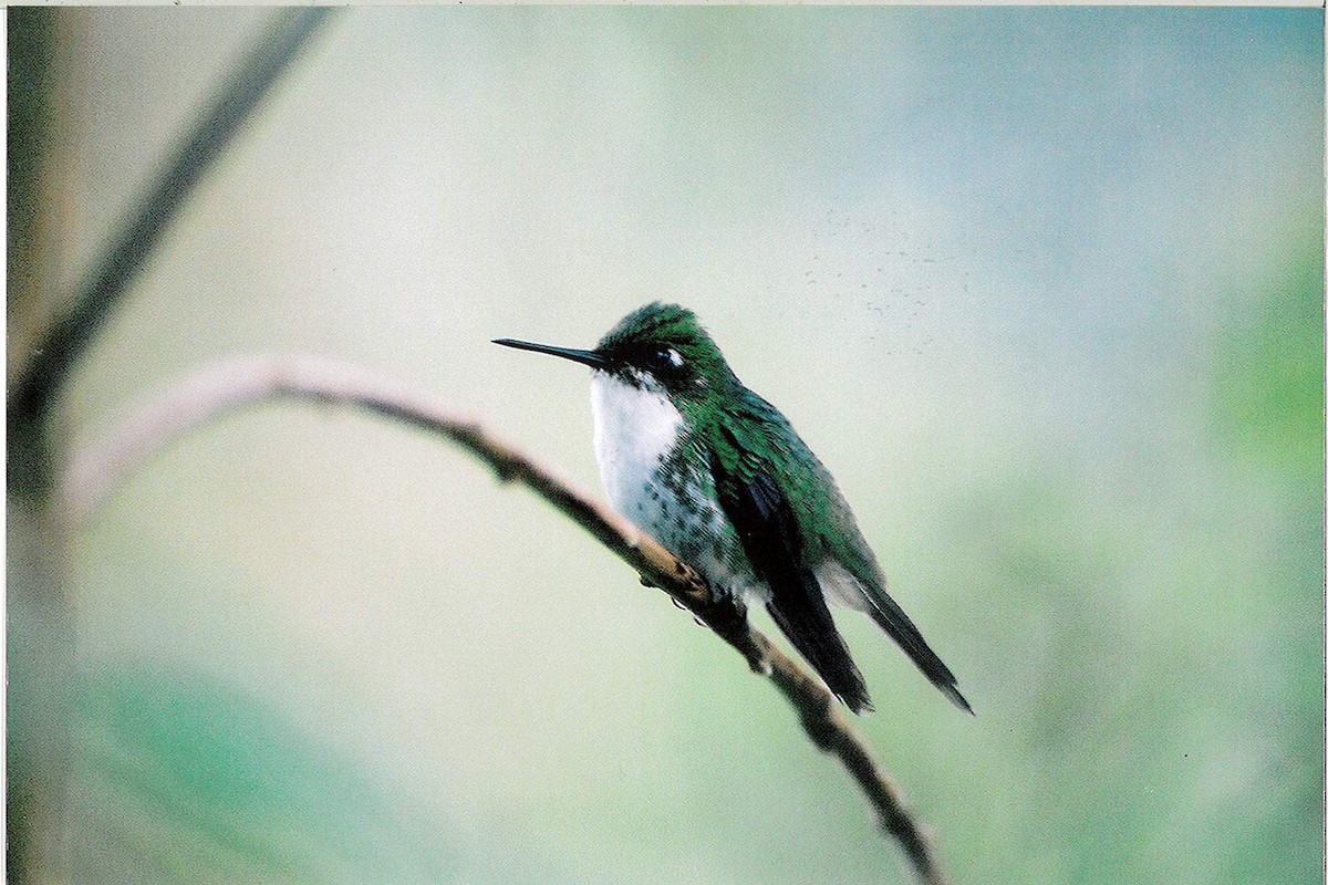 White-booted Racket-tail - Jeffrey Turner
