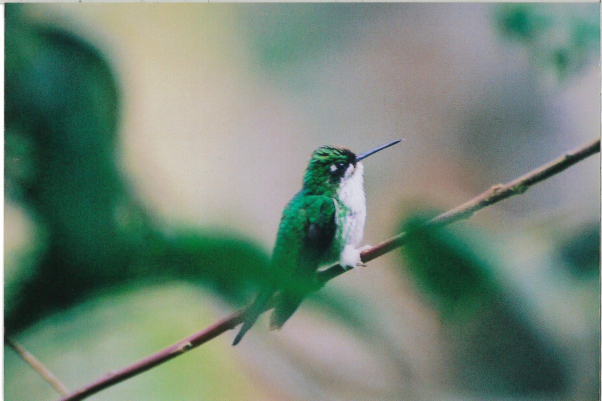 White-booted Racket-tail - ML221928901
