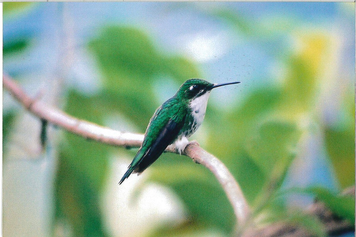 White-booted Racket-tail - Jeffrey Turner