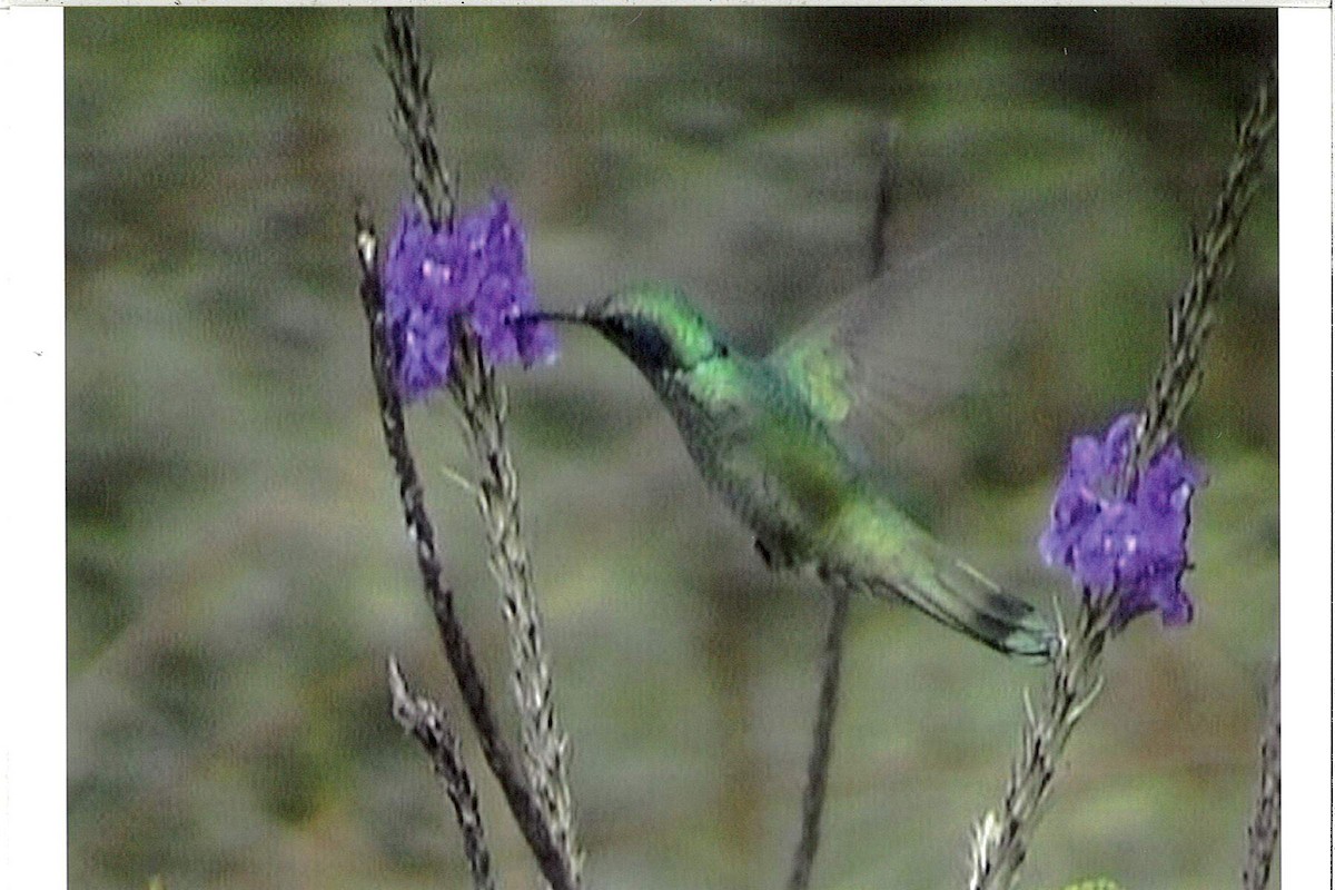 kolibřík modrouchý - ML221928931