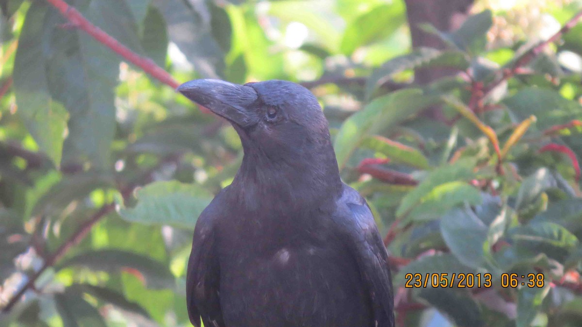 Common Raven - Vinod Bhagwat