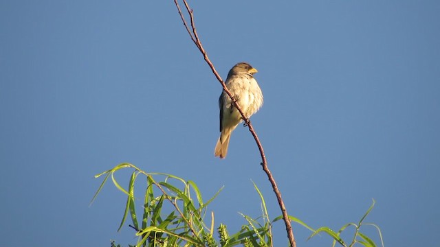 Double-collared Seedeater - ML221932961