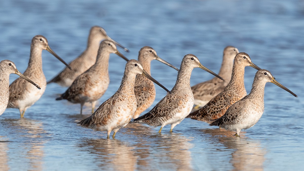 Long-billed Dowitcher - Mike Cameron