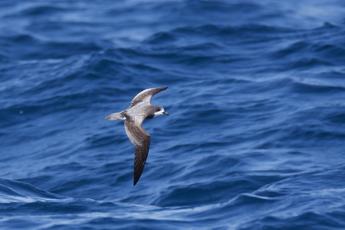 Gould's Petrel - Anonymous