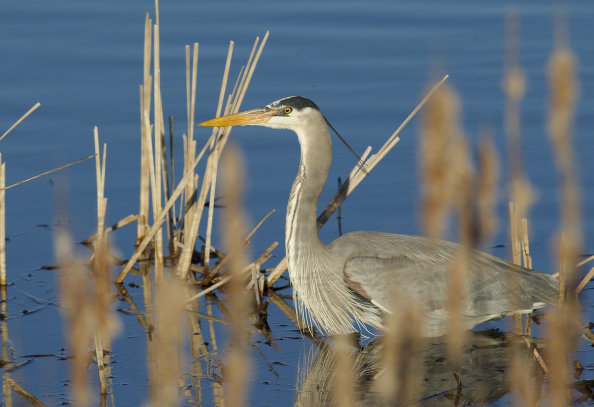 Great Blue Heron (Great Blue) - Nathan Dubrow