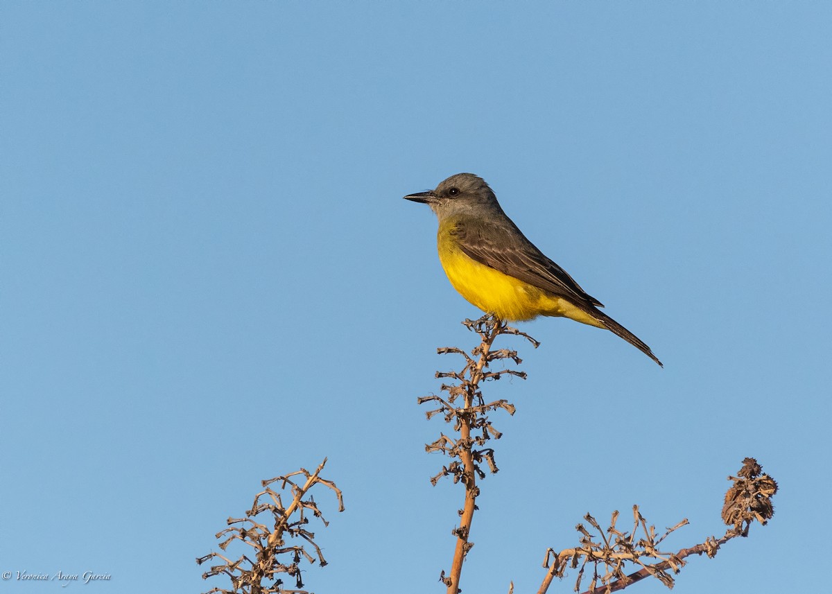 Tropical Kingbird - VERONICA ARAYA GARCIA