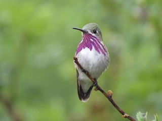  - Calliope Hummingbird