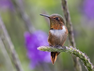  - Scintillant Hummingbird