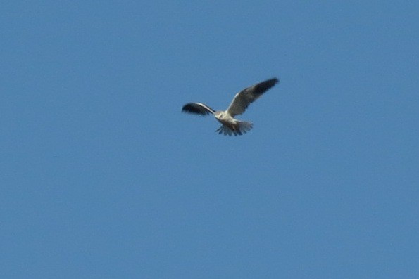 Black-winged Kite - ML22194601