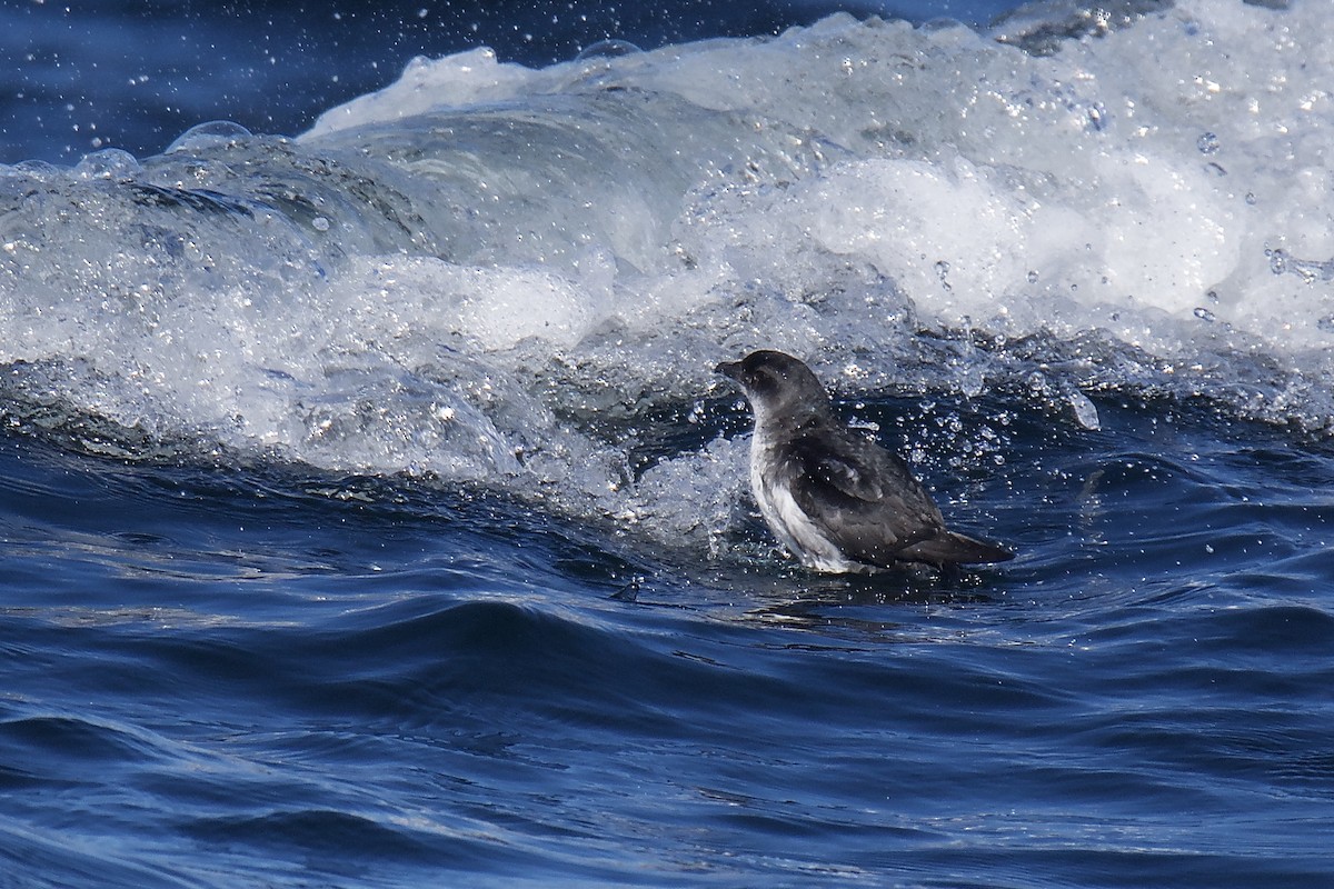 Common Diving-Petrel - Anonymous
