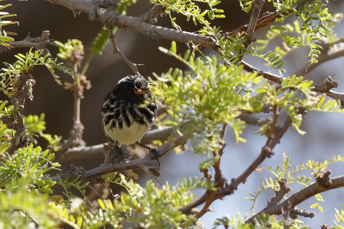 Pied-crested Tit-Tyrant - ML221951441