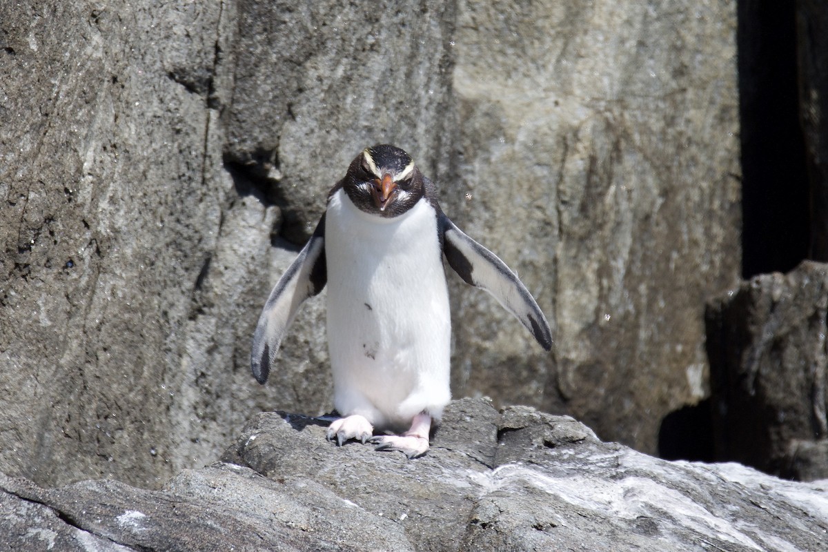 Fiordland Penguin - ML221952261