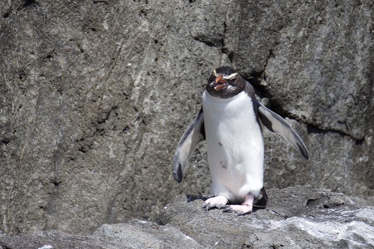 Fiordland Penguin - ML221952271