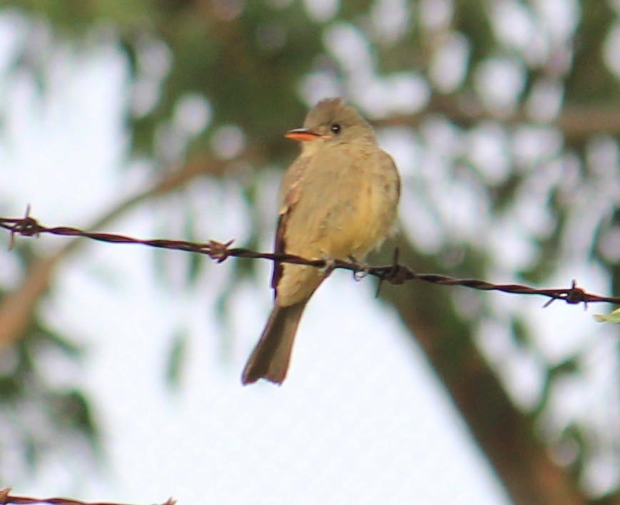 Greater Pewee - ML221956041