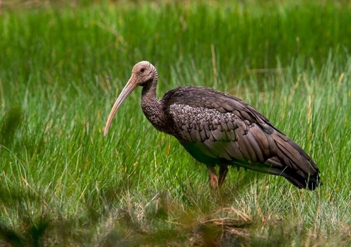 ibis obrovský - ML221956351