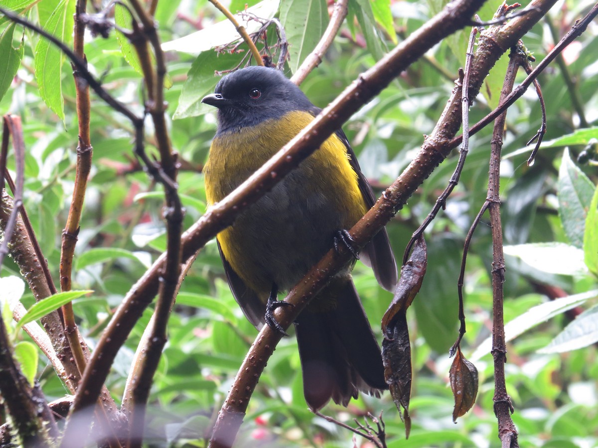 Black-and-yellow Silky-flycatcher - Seth Inman