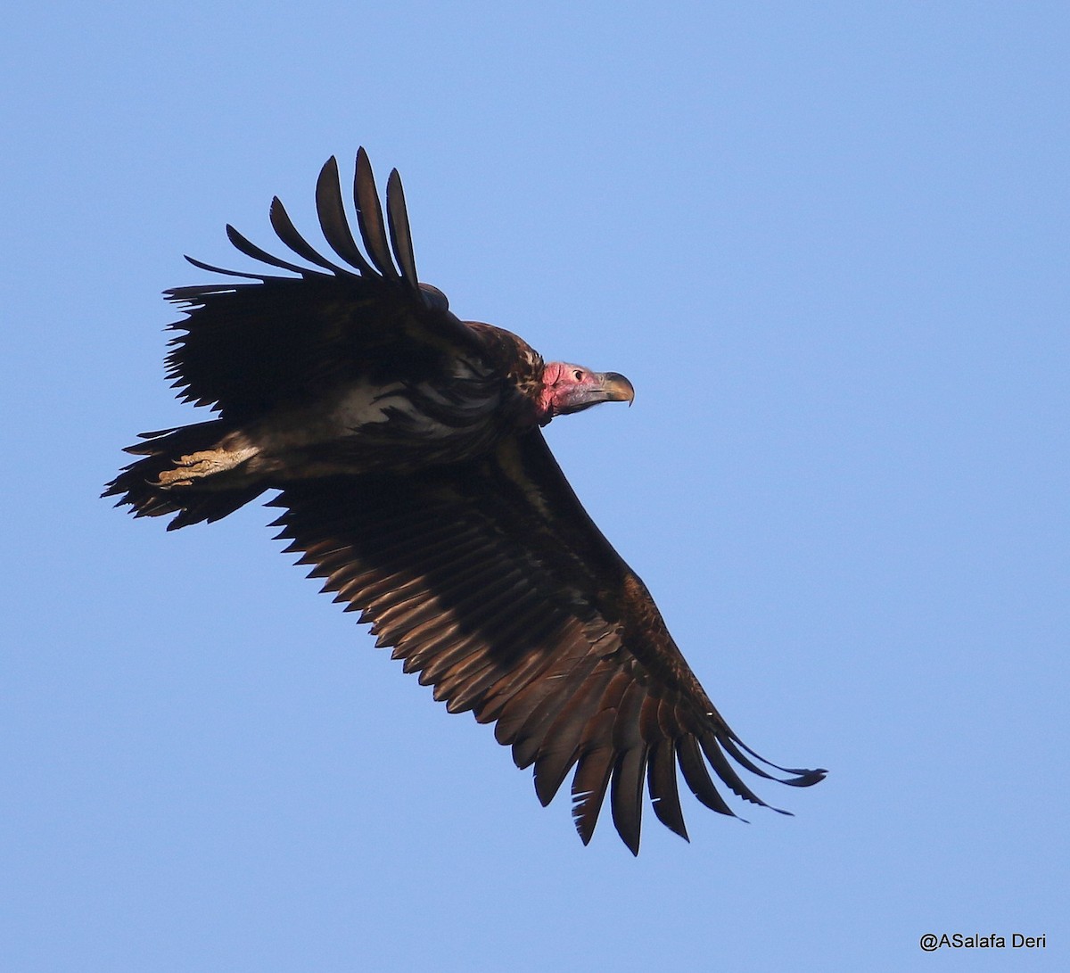 Lappet-faced Vulture - ML221957341