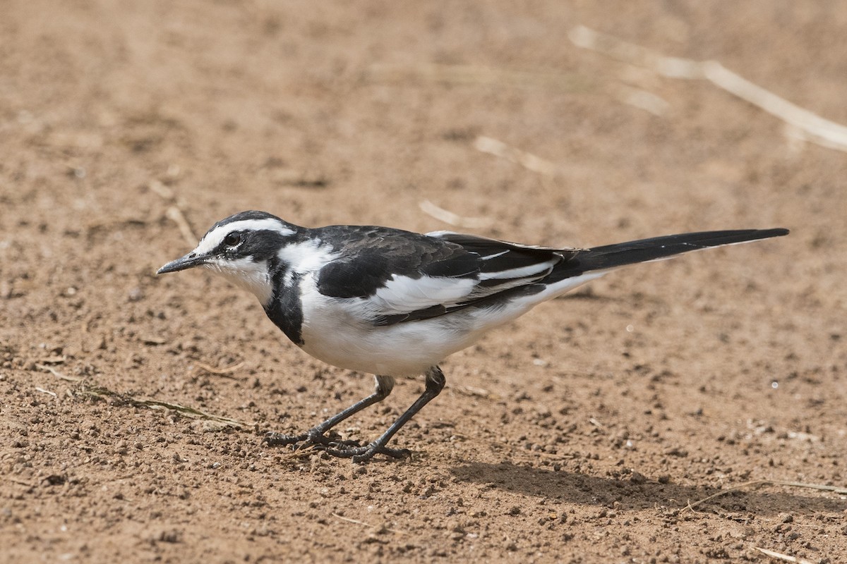 African Pied Wagtail - ML221959341
