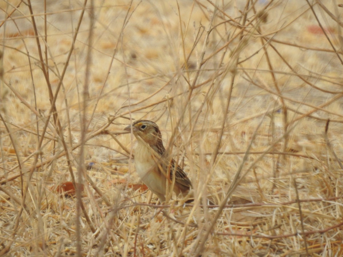 Grasshopper Sparrow - ML221961791