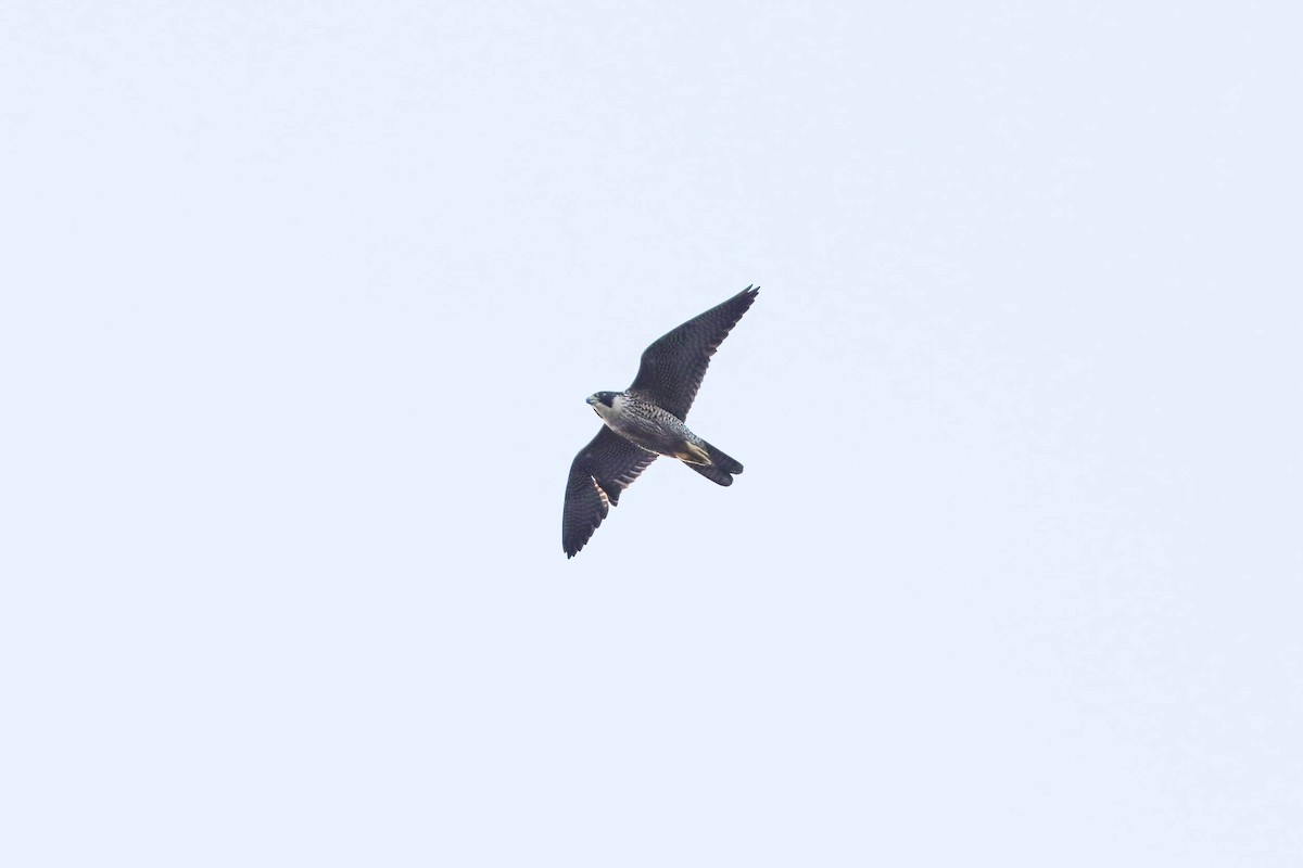 Peregrine Falcon - Ged Tranter