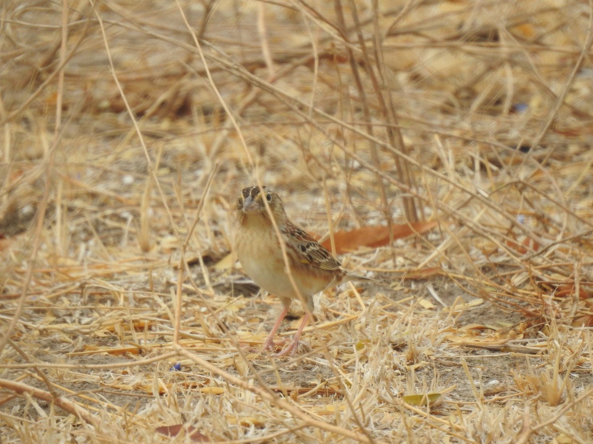 Grasshopper Sparrow - ML221961831