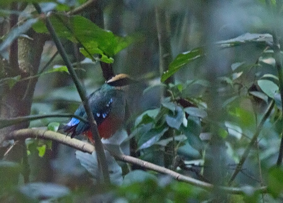 Green-breasted Pitta - ML221961851