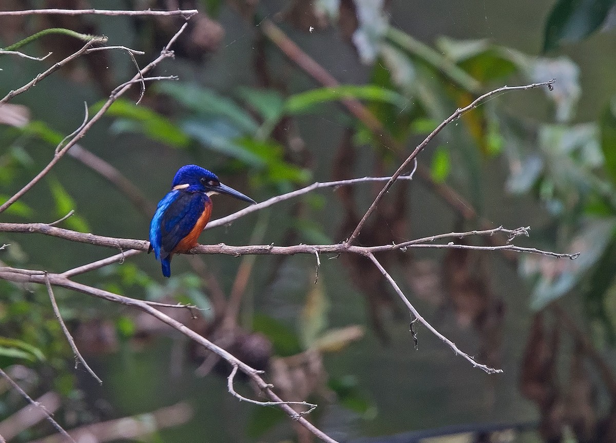 Shining-blue Kingfisher - Niall D Perrins