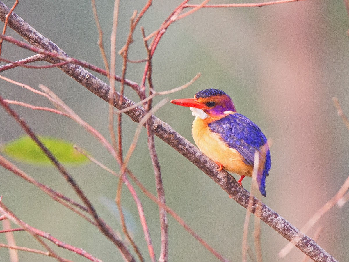 African Pygmy Kingfisher - ML221962081