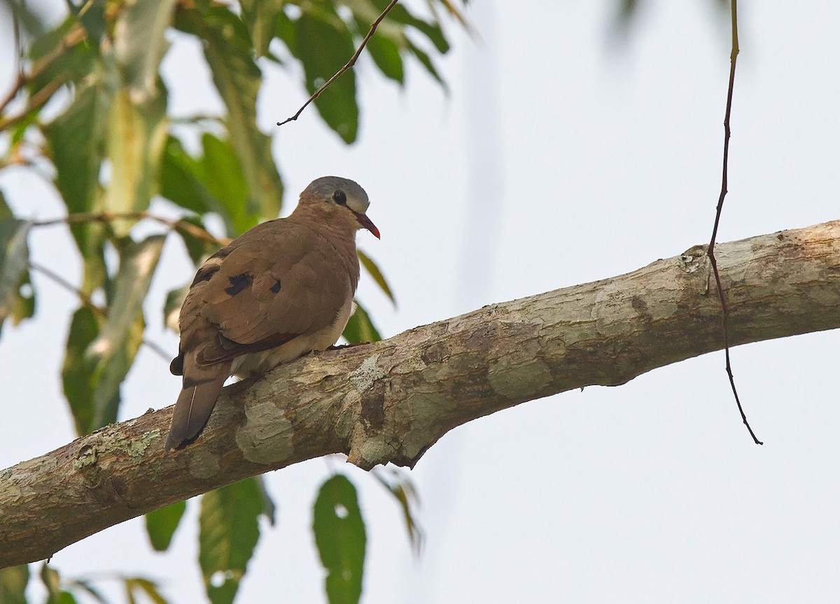 Blue-spotted Wood-Dove - ML221962311