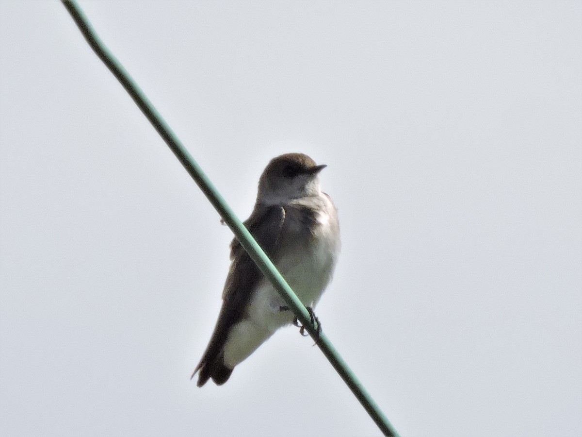 Northern Rough-winged Swallow - ML221962821