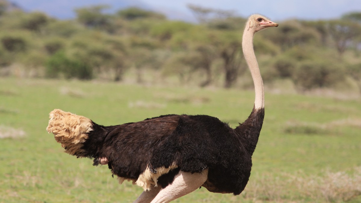Common Ostrich - ML22196671