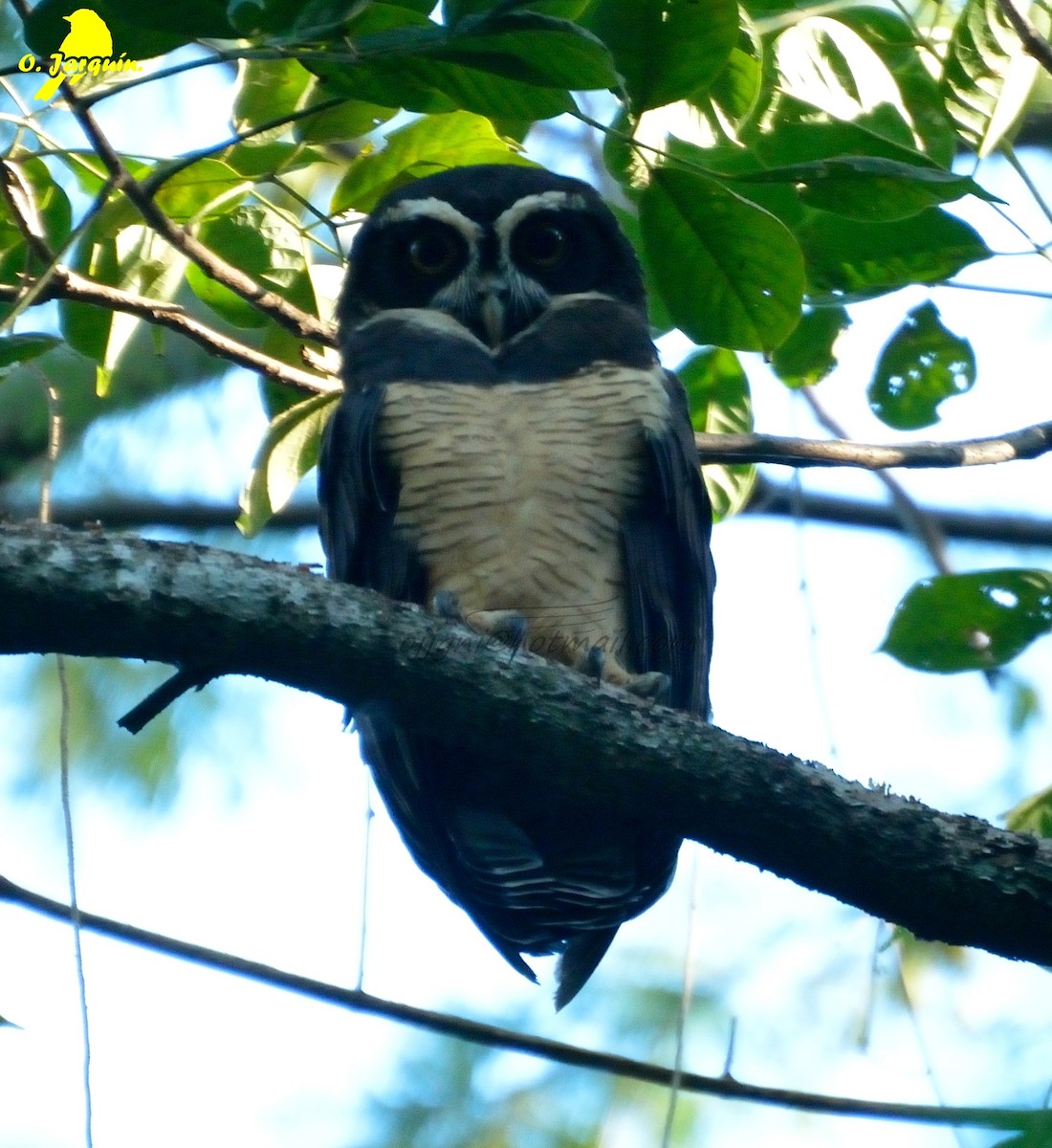 Spectacled Owl - Orlando Jarquín