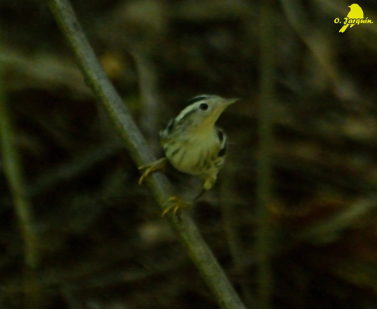 Black-and-white Warbler - ML22196721