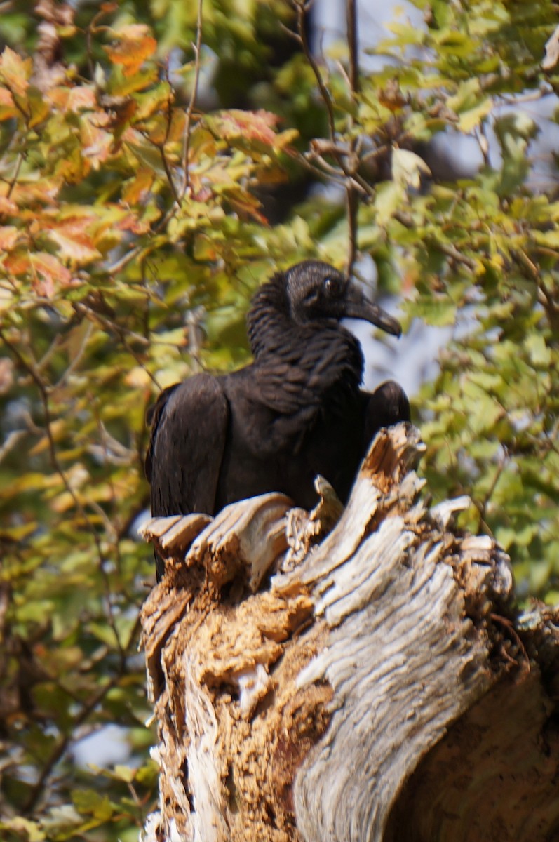 Black Vulture - ML22196811