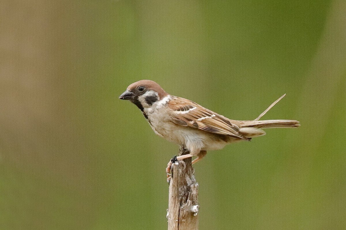 Eurasian Tree Sparrow - Holger Teichmann