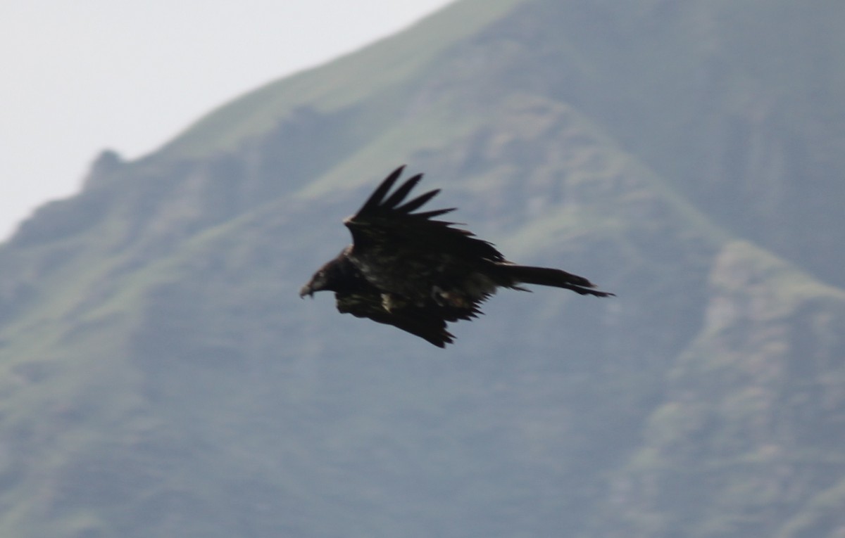 Bearded Vulture - ML221970551