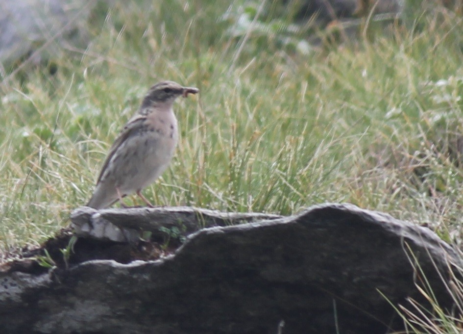 Rosy Pipit - ML221970921