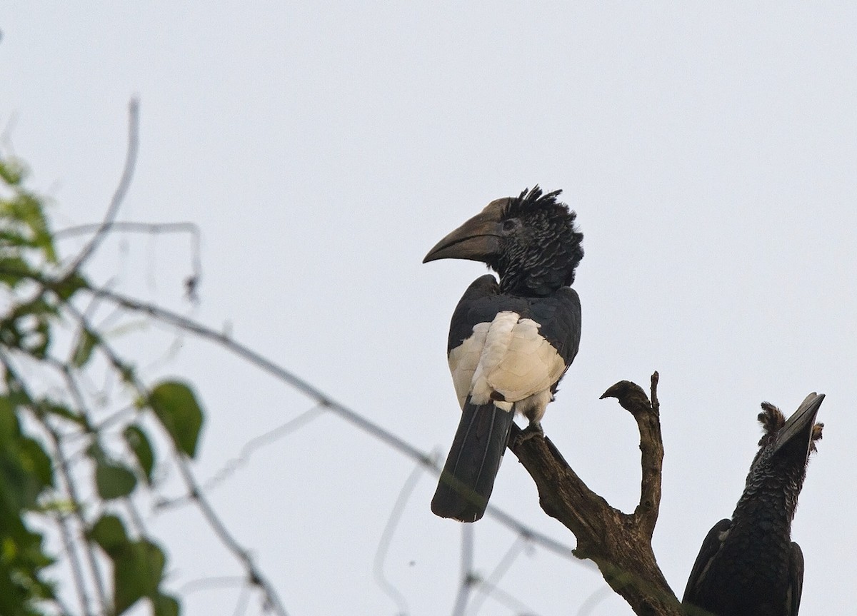 Black-and-white-casqued Hornbill - Niall D Perrins