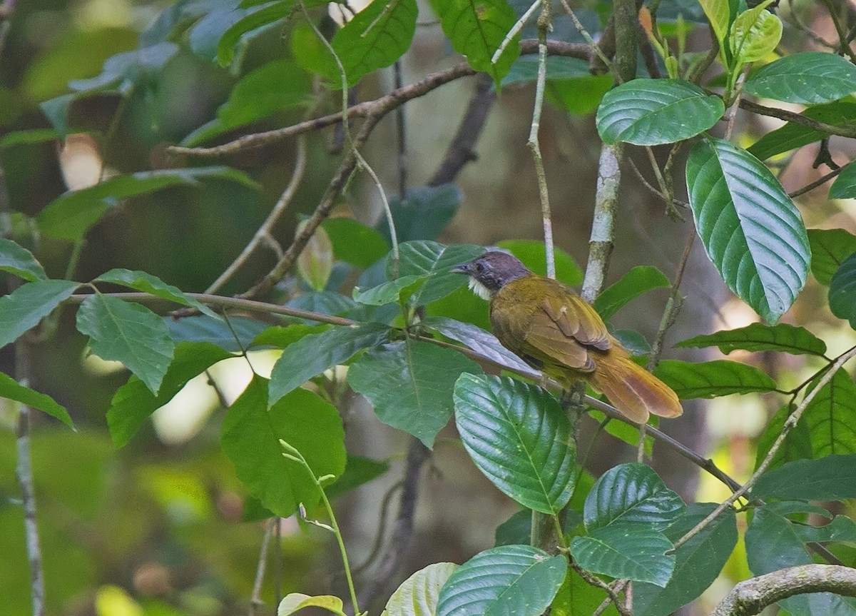 Red-tailed Greenbul - Niall D Perrins
