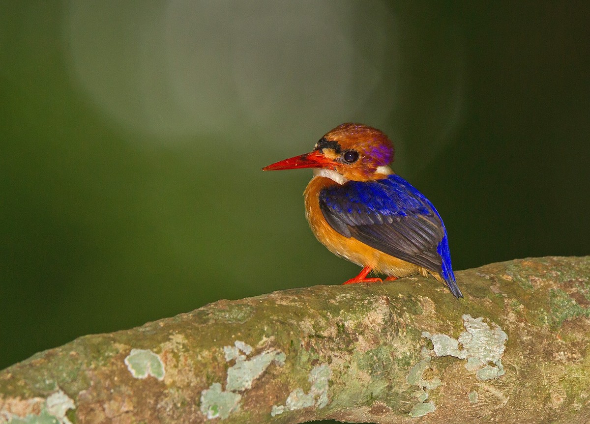 African Dwarf Kingfisher - ML221976051