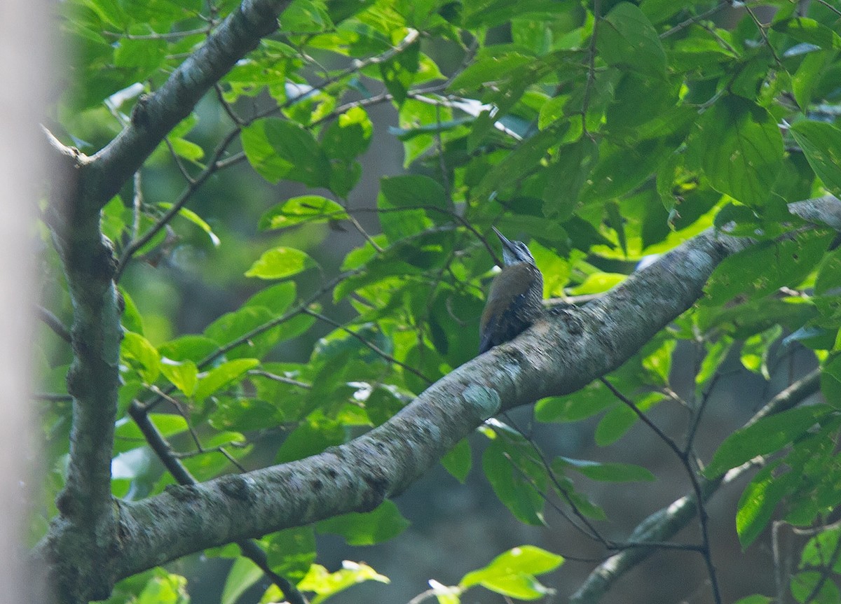 Golden-crowned Woodpecker - ML221976111